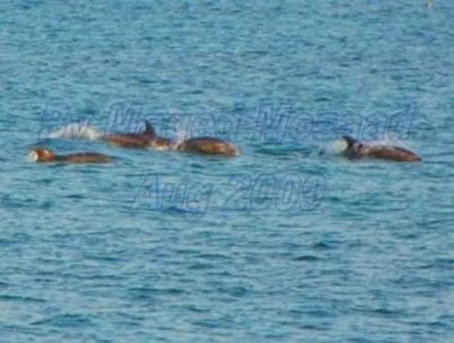 Apartment Honeymoon Chalet-stella Di Mare Sea View - Families Only Ain Sukhna